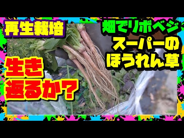 How to regrow spinach from store bought spinach. Does it How to regrow spinach from store bought spinach. Does it