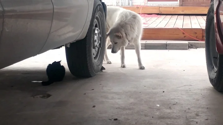 Cat ,dog and mouse.