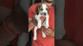 Cute Beagle Pup #petsplaza #shortvideo #dogs #shortvideoviral #shorts #beagle #doberman #dogshowN