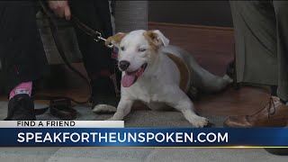 FIND A FRIEND: 9-month-old deaf, vision impaired Aussie mix seeks forever home