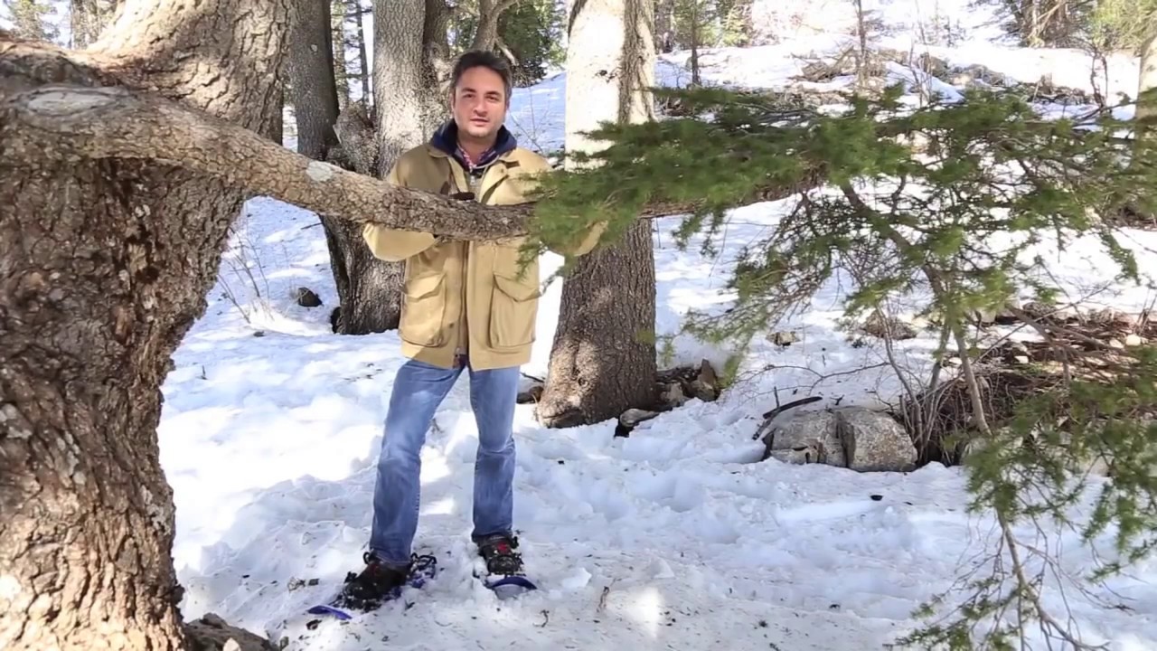 Tannourine: A Beautiful Village Close to God, The Cedars Reserve