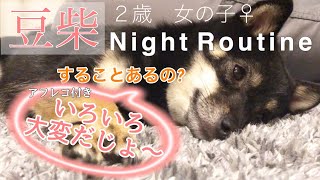 【豆柴】🐶ナイトルーティーン紹介しゅるじょ🐾