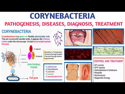 Corynebacteria | Pathogenesis | AB toxins | Diseases | Diagnosis and treatment