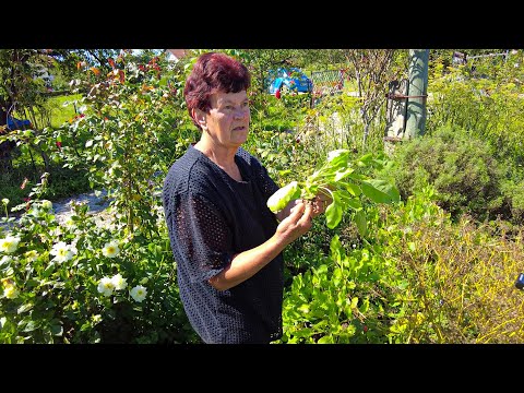 Video: Šta je biljka Lurd?