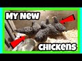 MY New Chickens!!!!