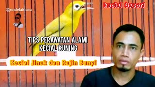 PERAWATAN ALAMI KECIAL KUNING AGAR RAJIN BUNYI & SEHAT ‼️ #viralvideo #rawatanharian