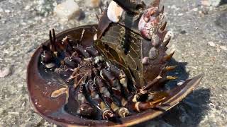 Two stranded  Horseshoe crabs In need of help