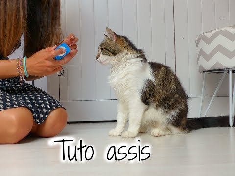 Vidéo: 3 façons de tenir un chat correctement