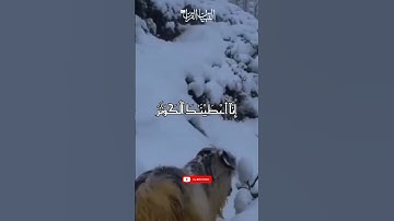 انا اعطینك الكوثر | #سورة_الكوثر #الكوثر #تلاوة_خاشعة #تلاوت #محمد_الفقيه #القارئ
