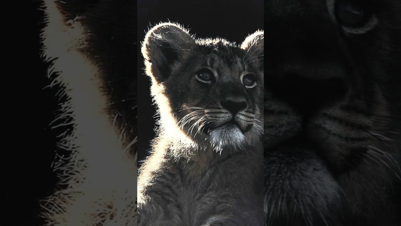 The SHADOW Prince: Is this cub's portrait a masterpiece?