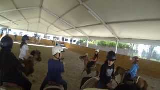 HORSE BALL & CSO KINGS CUP 2014