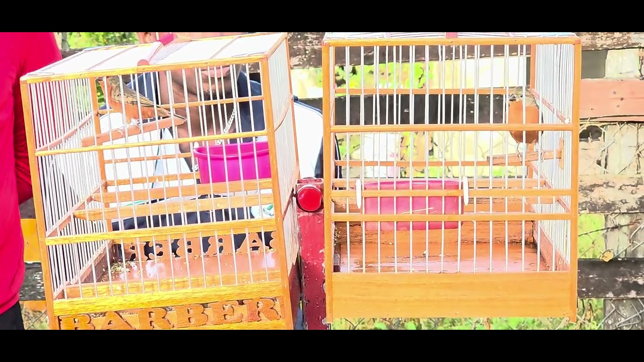 MOUSE VS CHUBBY.  FIRE RED BIRD RACING IN CANJE.  APRIL 18 2025