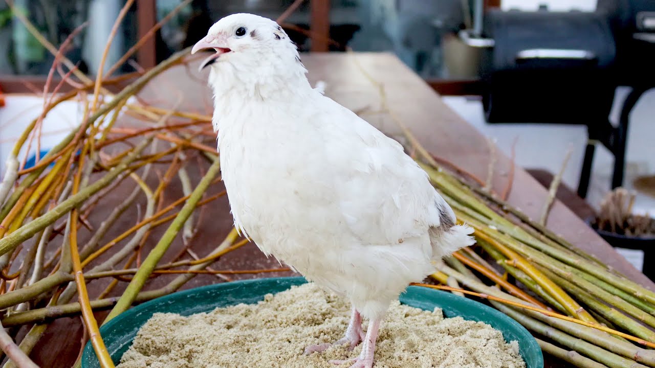 Coturnix quail crowing in 4K