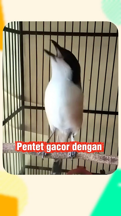 Pentet Gacor Ngekek Super Panjang – Power Full Masteran Terbaik #pentetmadura #pentetgacor