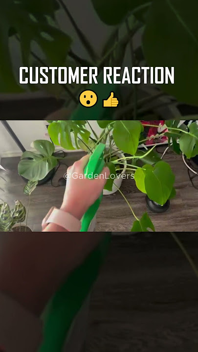 Natria Neem Oil Spray Review Organic Pest Control #amazon #amazonreview #natria #neemoil #plantcare