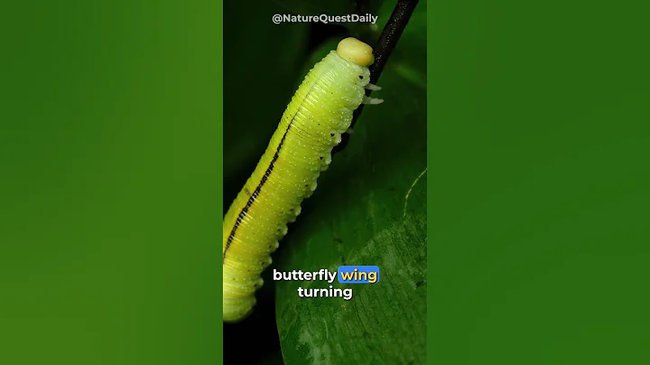 This Jelly Fish Has No Death | Nature Quest Daily | #shorts