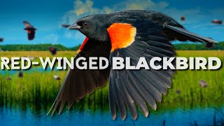 One of the Most Numerous Land Birds | Redwinged Blackbird