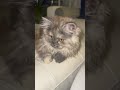 Mila&amp;Milie#kitten #cat#scotishcat#cute#cuteanimals#cutecat#persiancat#petlover#pets