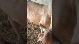 #Cow #AnimalCare #VillageLife #DesiCow #Farming #Pashupalan #GujaratiVideo