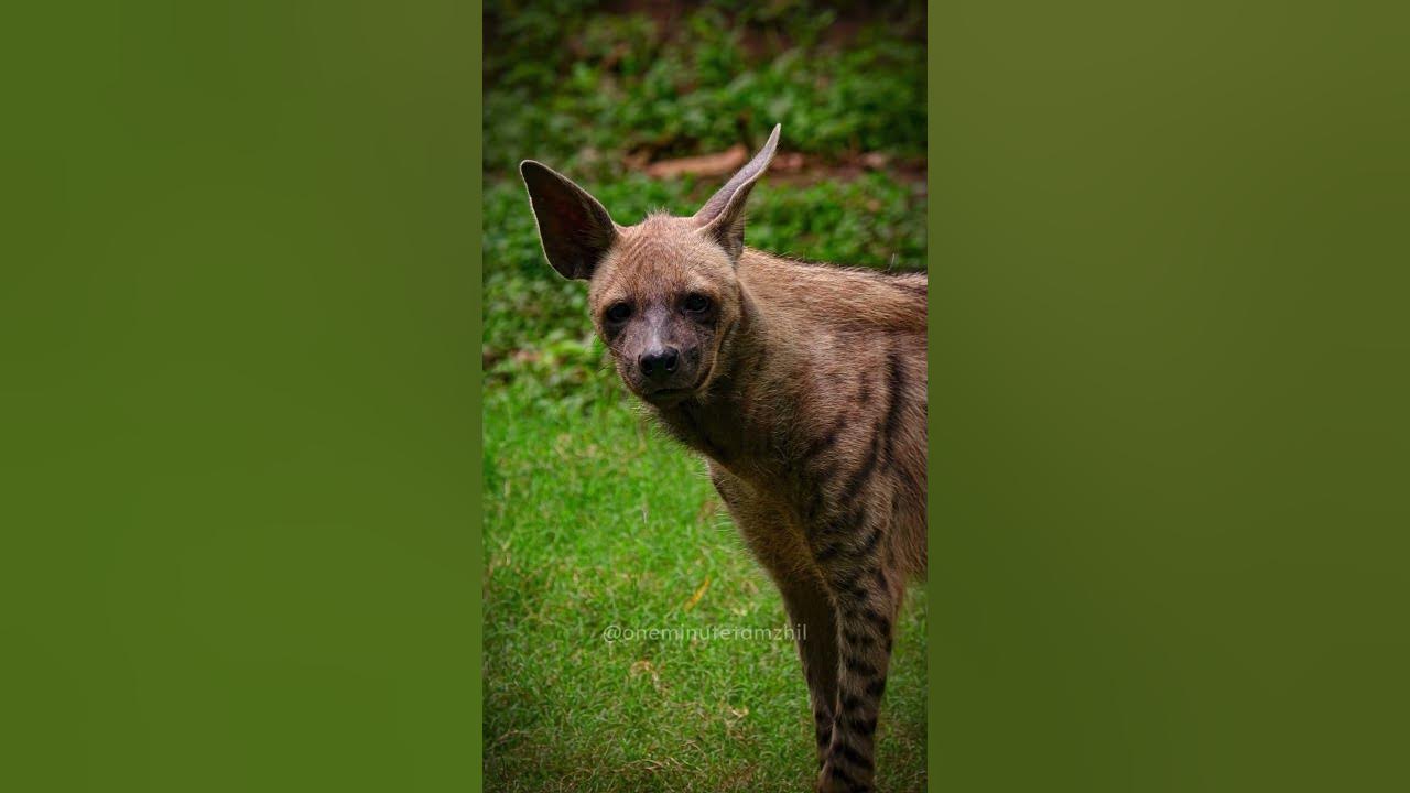 A hyena is a type of large, carnivorous feline explained in Tamil