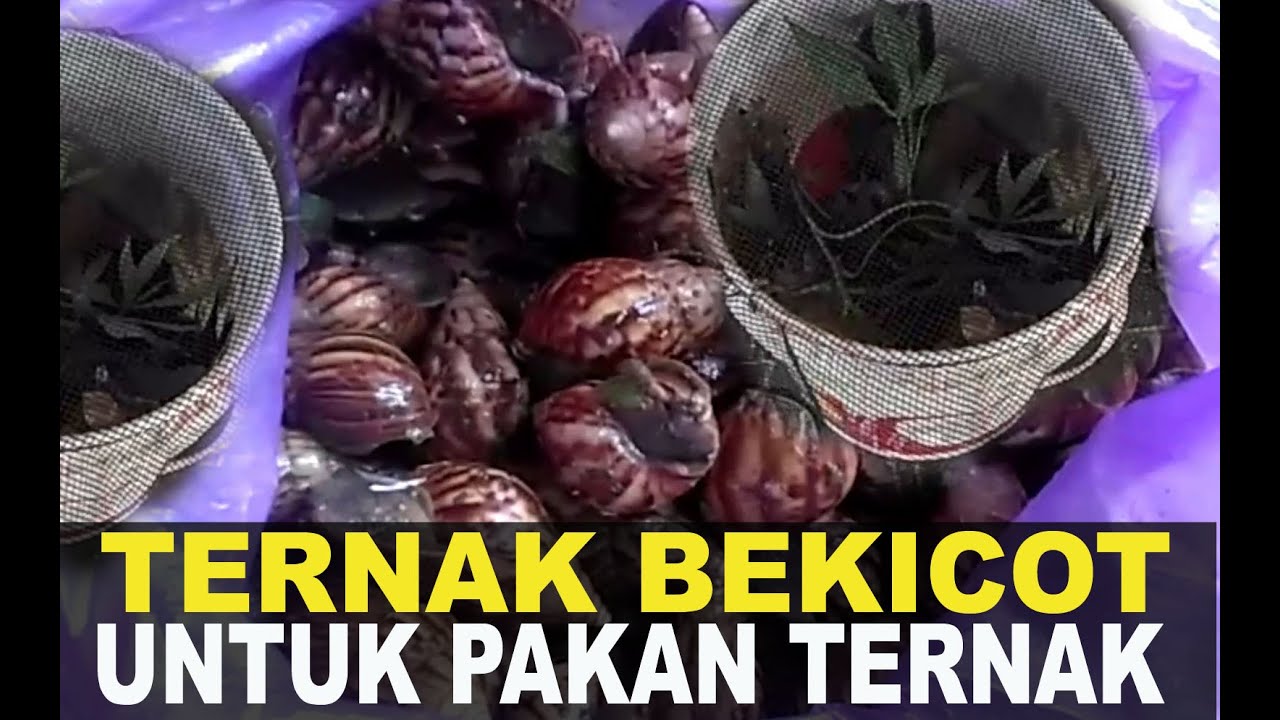 Cara TERNAK BEKICOT dalam DRUM, Bak Semen atau Galian Tanah Untuk Pakan