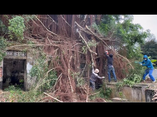 Cutting down dangerous parasitic trees on the roof of a house abandoned for 50 years class=