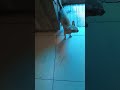 catvideo♥️shorts♥️aradaavida
