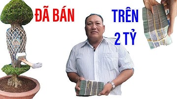 Tin quá vui  Cây cảnh độc đáo nhất VN đã bán được với giá trên 2 tỷ II ĐỘC LẠ BÌNH DƯƠNG