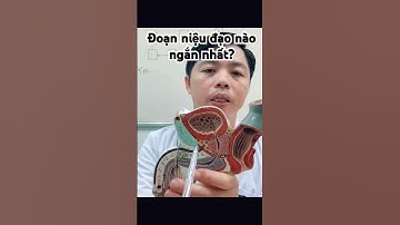 Nằm trong tuyến tiền liệt có niệu đạo?