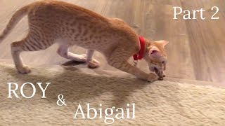 Oriental Cat Roy & Abigail Mouse. Part 2