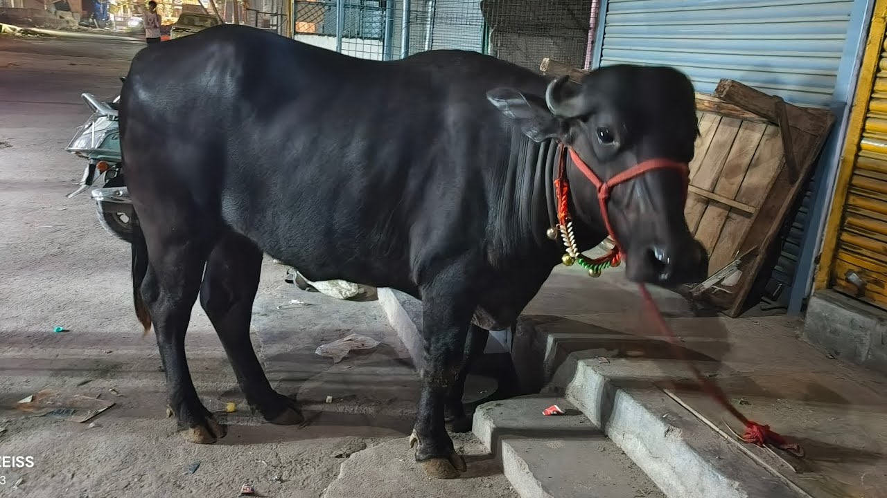 गाजीपुर टू सीलमपुर