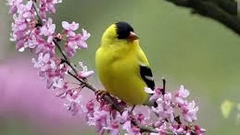 Beautiful Birds in the world (Part 11) || Amazing Birds