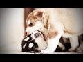 Puppy fights  funny puppies fighting funny pets