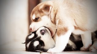 PUPPY FIGHTS  Funny Puppies Fighting (HD) [Funny Pets]