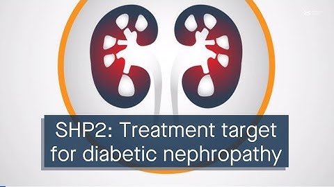 The protein SHP2 is a therapeutic target for diabetic nephropathy