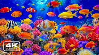 Download Lagu Aquarium 4K Ultra HD - Stunning Coral Reef Fish with Relaxing Meditation Music for Sleep Download Lagu Aquarium 4K Ultra HD - Stunning Coral Reef Fish with Relaxing Meditation Music for Sleep