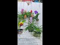 ở đây em có nhiều lan đẹp lắm ạ