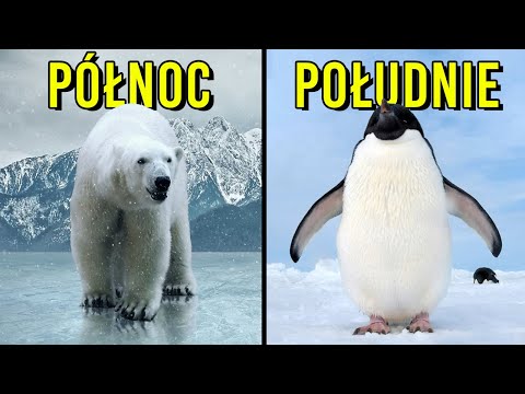 Wideo: Arktyka: Najlepsze Sposoby Na Poznanie Regionu Północnego Bieguna Polarnego