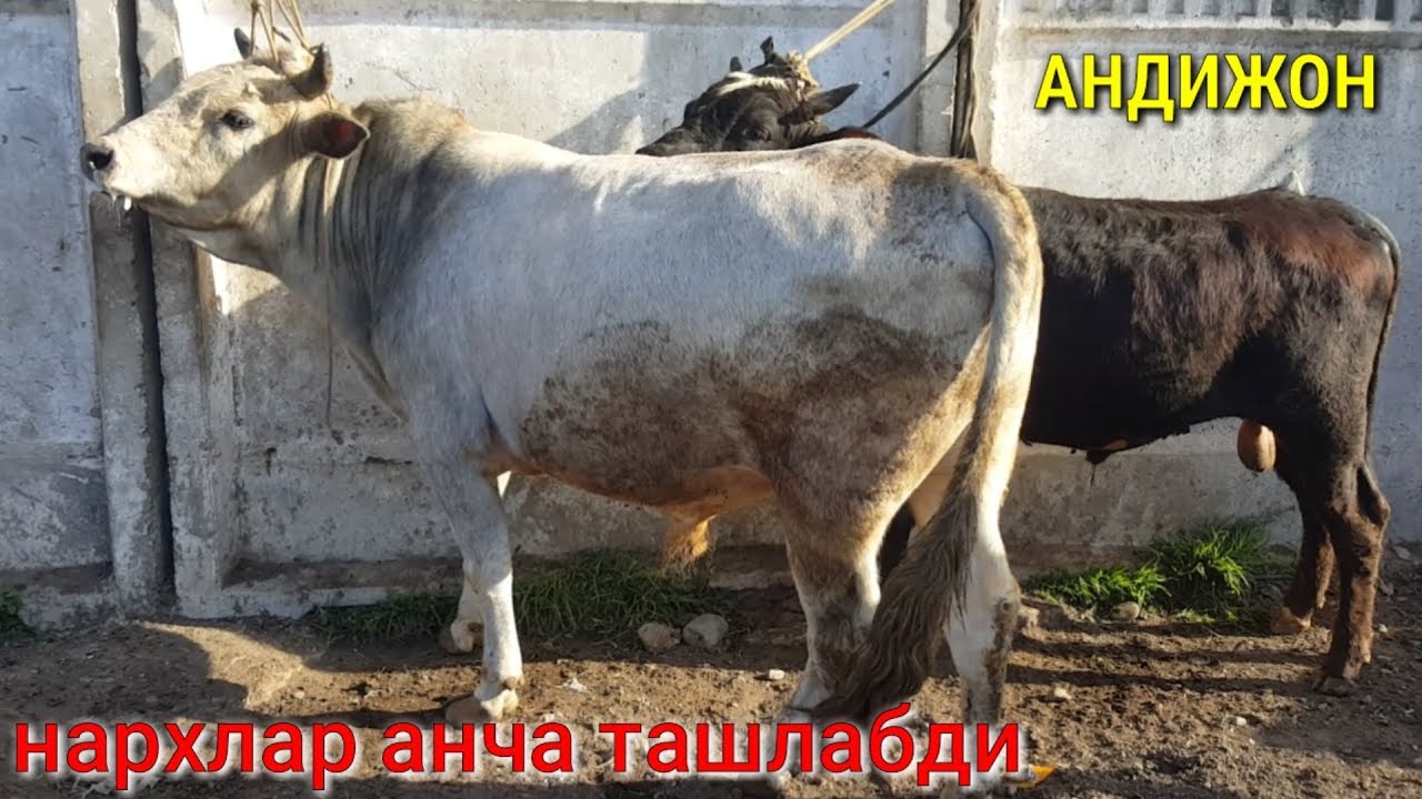 Сув мотор нархлари