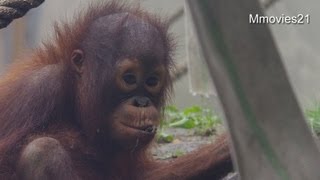 そこでオシッコ？オランウータンのハヤト~Bornean Orang-utan