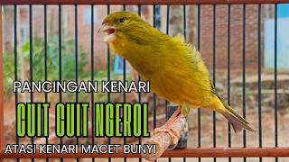 Cukup 5 Menit! Suara Pancingan Kenari Ngerol Panjang Ampuh Atasi Kenari Diam Cepat Gacor & Emosi!!