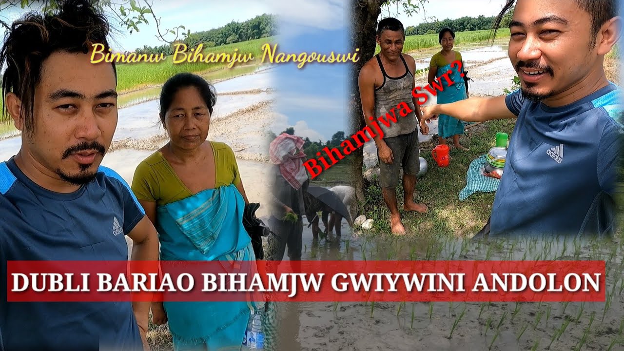 Dwijlangni Pwtharao Bihamjwni Gwnangthi😁😂 || #villagelife #gamiari #jwhwlao #rice #cultivation