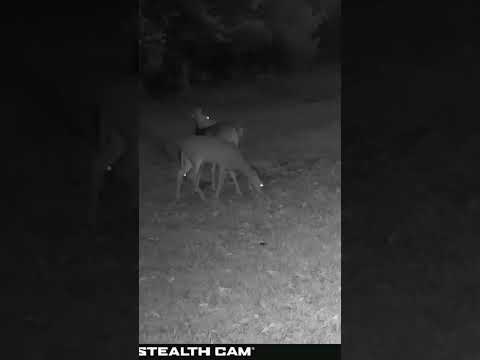10 20 2025 Just Before Sunrise Homestead Wildlife  Deer & Cats on Trail Cam #naturerelaxing