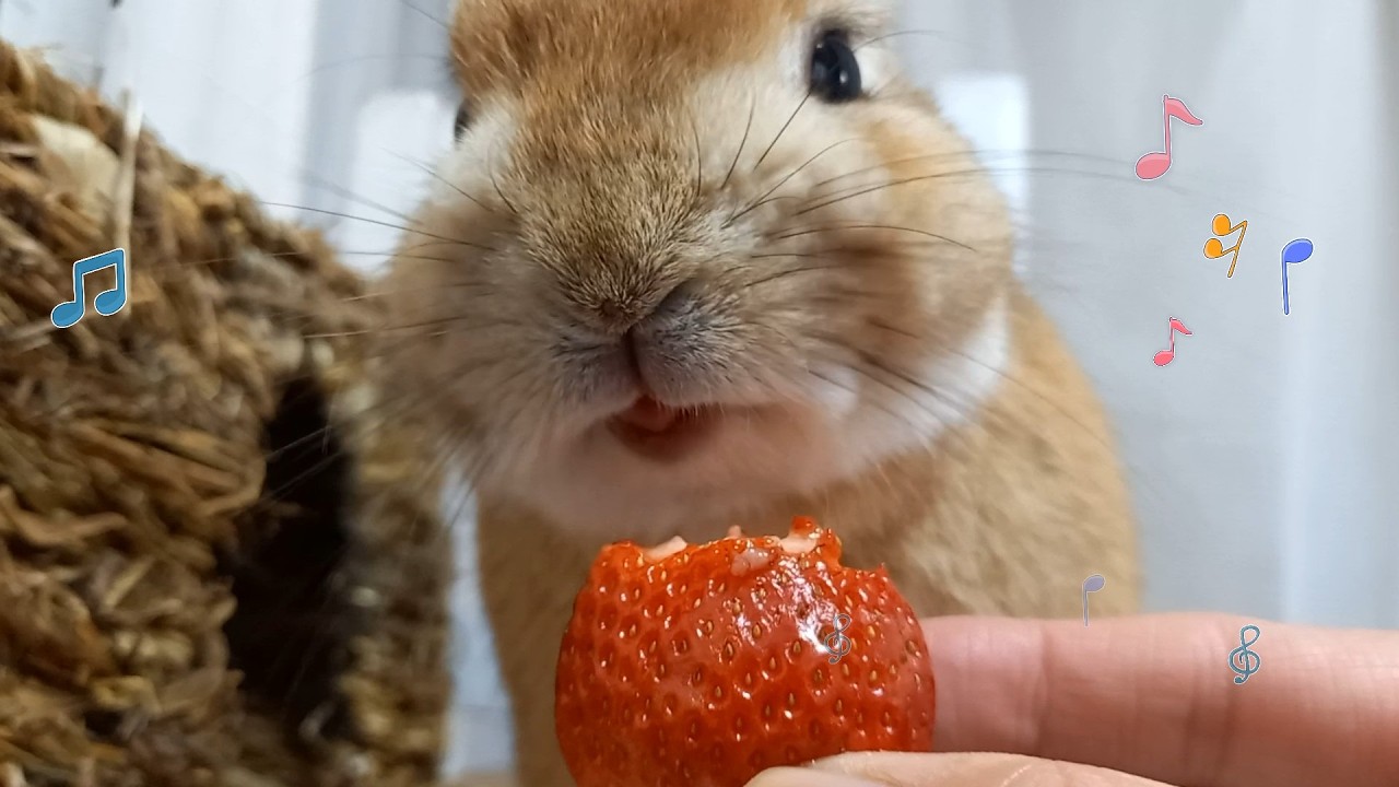 真っ赤ないちごをあげたら喜んだウサギ - YouTube