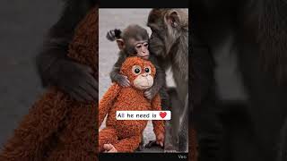 Story of Punch, a baby Japanese macaque #viralmonkey #macau #viral #monkey #punch #aivideo #ikea