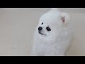 夢中で遊んでいる時に野良犬の鳴き声がした時のポメラニアンの反応