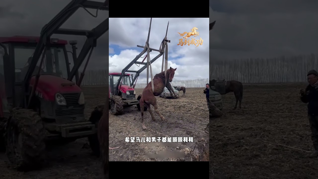 小马不顾危险拦路，竟是向人类求助，没想到结局令人感动 #animals#动物救助