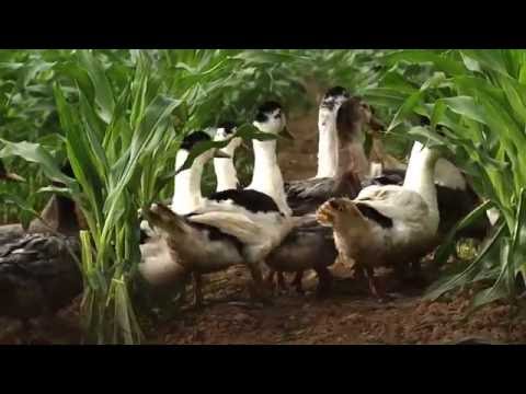 "Toqués de canard", un rendez-vous culinaire à ne pas manquer !