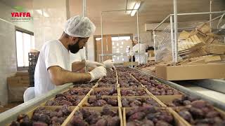 Yaffa Factory and Packing 2024