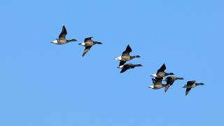 Vol  Oie Et Barge Flight Brent Goose And Black-Tailed Godwit